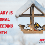 February is national bird feeding month