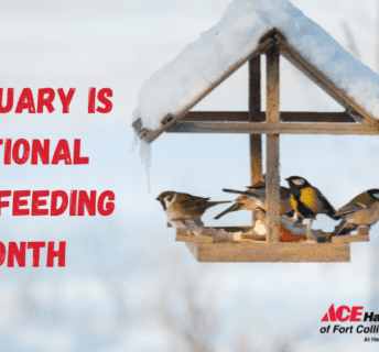 February is national bird feeding month