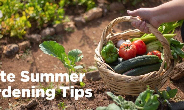 Photo of garden with basket of veggies - Late Summer Gardening Tips