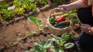 Gardening basket with veggies