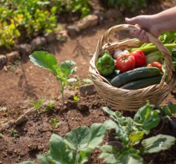 Gardening basket with veggies