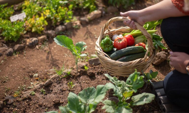 Gardening basket with veggies