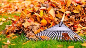 Blog Image - Fall Lawn Care