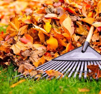 Blog Image - Fall Lawn Care