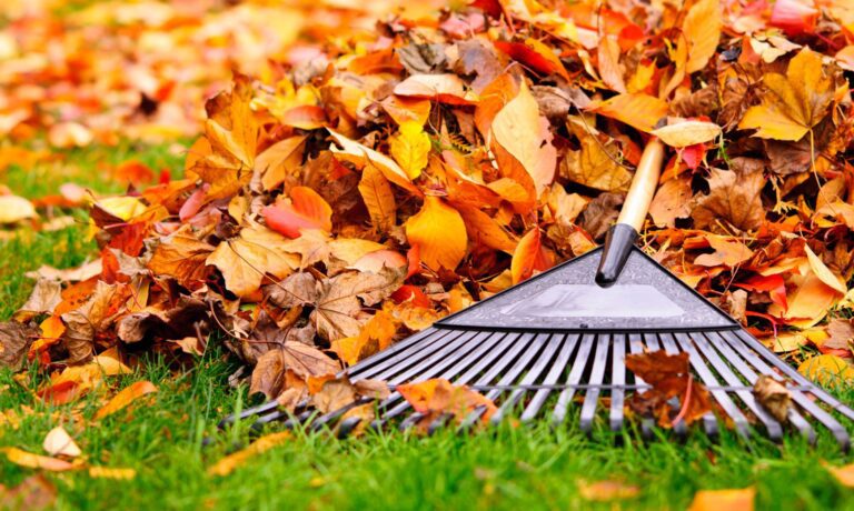 Blog Image - Fall Lawn Care