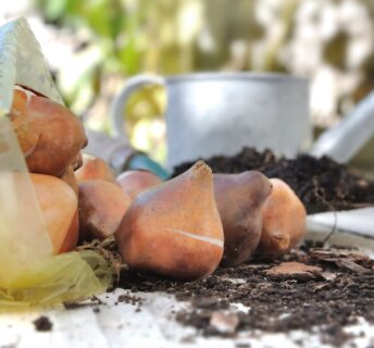 Fall Gardening
