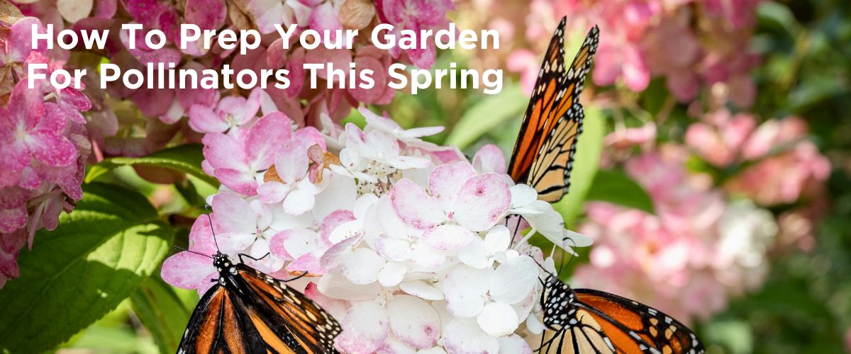 How to prep your garden for spring pollinators